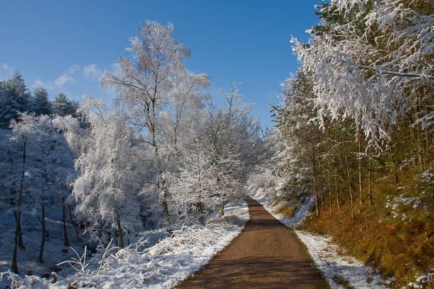 Auchgourish frozen trees in the Scottish Highlands.