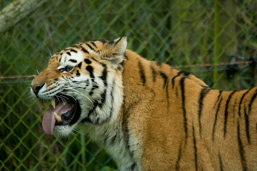 Female siberian tiger roaring while in front of a bush