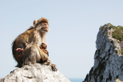 A mother ape sitting with its child on a rock in Gibraltar (UK) and is breastfeeding the small one.