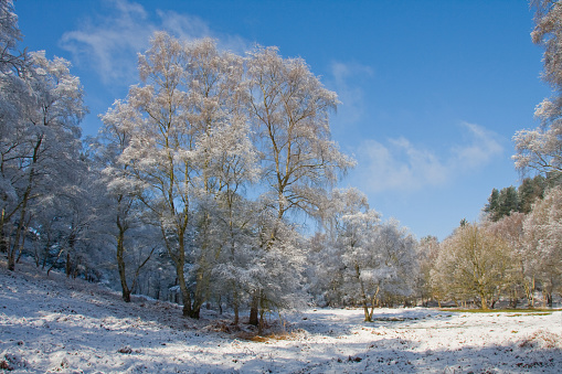A sunny winters day with frosty trees on Cannock Chase