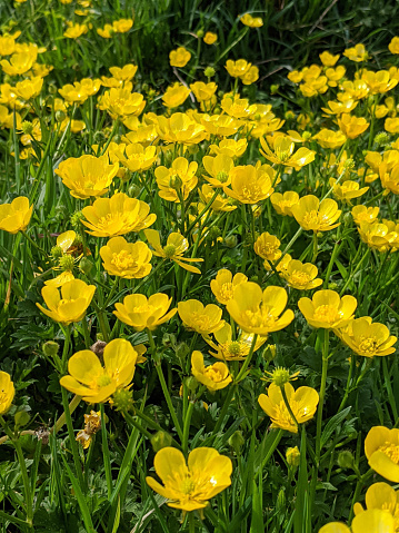 Buttercup, yellow meadow flowers against the light, dark sky