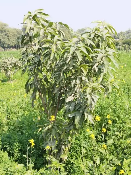 Mango tree small and young mangoes plant fruit mango-tree mangifera indica sindhri immature mango-plant with green leaves mangueira aam darakht manguier  arbol-mango fruit-bearing warm conditions flowering-plant view image picture stock photo