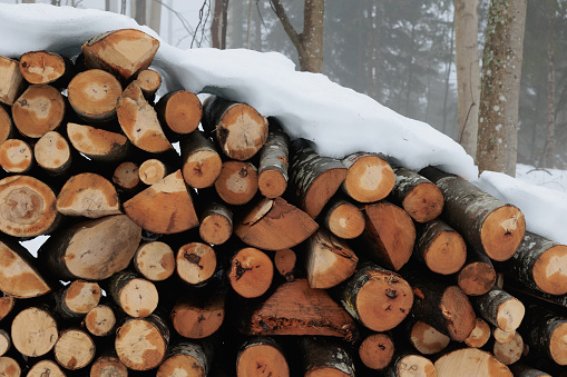close up view of a cut wood stack seen from the front, in a mountain forest, partially covered by the snow, in winter