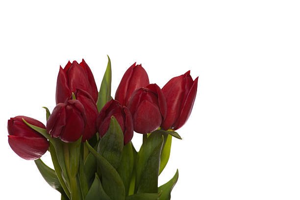 Rote Tulpen – Foto