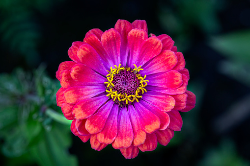 Gorgeous pink zinnia flower on a natural background. Floriculture, landscaping.