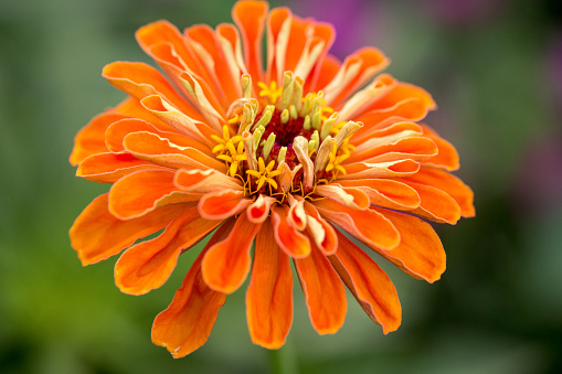 Gorgeous orange zinnia flower on a natural background. Floriculture, landscaping.