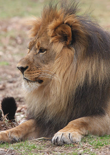 istock African Male Lion 147300950
