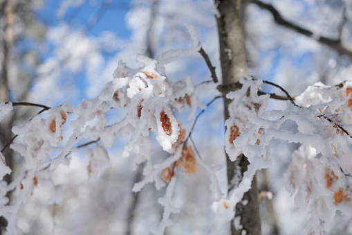 close up view on the frozen leaves of a tree, covered by snow. blurred snowy trees and blue sky on the background