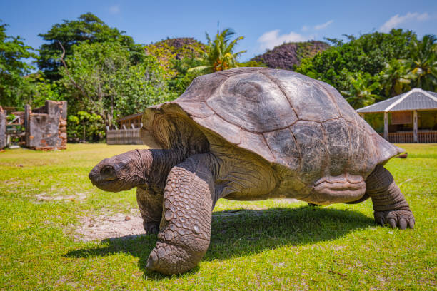 Wildlife Aldabra giant tortoise ( Aldabrachelys gigantea ) on the turtle island Curieuse - Seychelles island Aldabrachelys is the recognised genus for the Seychelles and Madagascan radiations of giant tortoises, including the Aldabra giant tortoise (Aldabrachelys gigantea). The Aldabra giant tortoise (Aldabrachelys gigantea), from the islands of the Aldabra Atoll in the Seychelles, is one of the largest tortoises in the world. In 1979, Curieuse and surrounding waters were declared the Curieuse Marine National Park in order to protect the native wildlife. Between 1978 and 1982, a conservation project relocated Aldabra giant tortoise from Aldabra to Curieuse. Today, it is the home of more than 300 Aldabra giant tortoise, some staying around the Ranger's Station and the rest roaming around elsewhere on the island. praslin island stock pictures, royalty-free photos & images