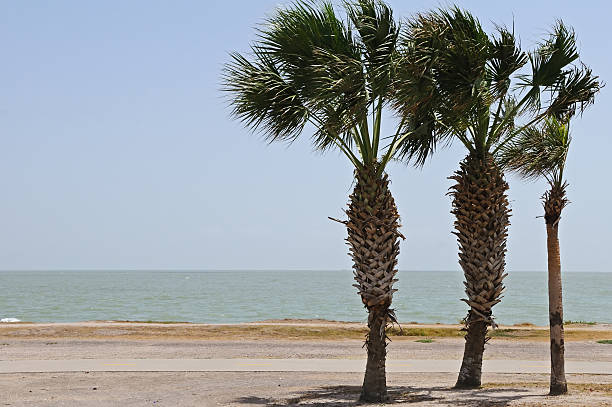 60+ Corpus Christi Palm Tree Stock Photos, Pictures & Royalty-Free