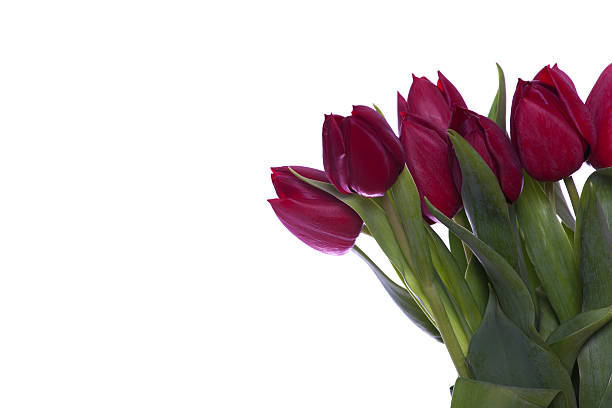 Rote Tulpen – Foto