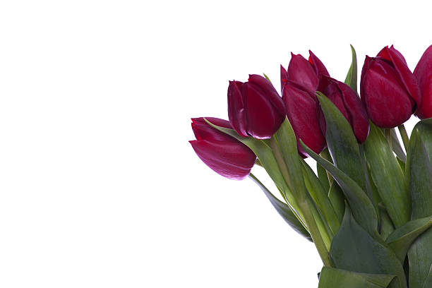 Tulipanes rojos - foto de stock