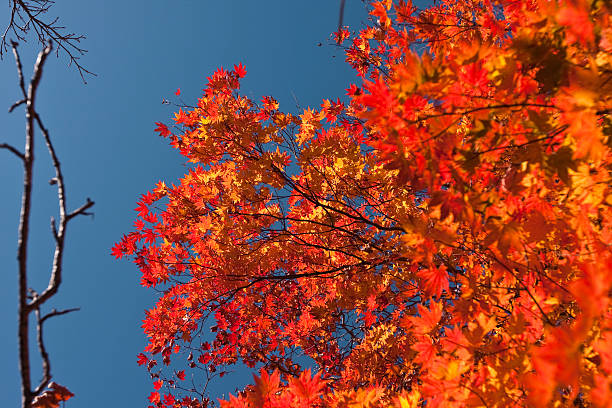 Autumn Color stock photo