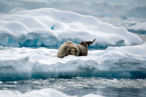 Weddel Seal ((Leptonychotes weddellii)) on an ice floe - in Flander Bay Antarctica