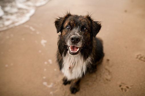 beautiful close-up portrait of cute dog sitting on a sandy beach and looking at the camera