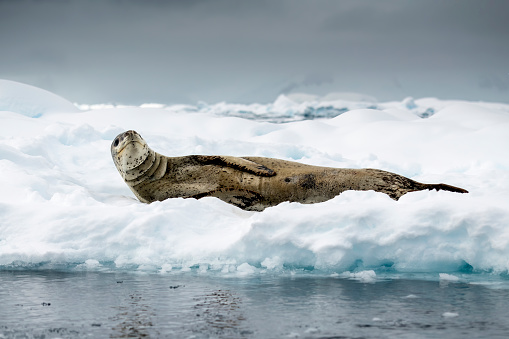 Leopard seal lying on ice  Hydrurga leptonyx- in Flander Bay Antarctica