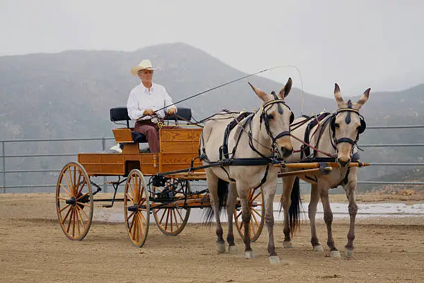 Photo of Driving Carriage with Two Mules