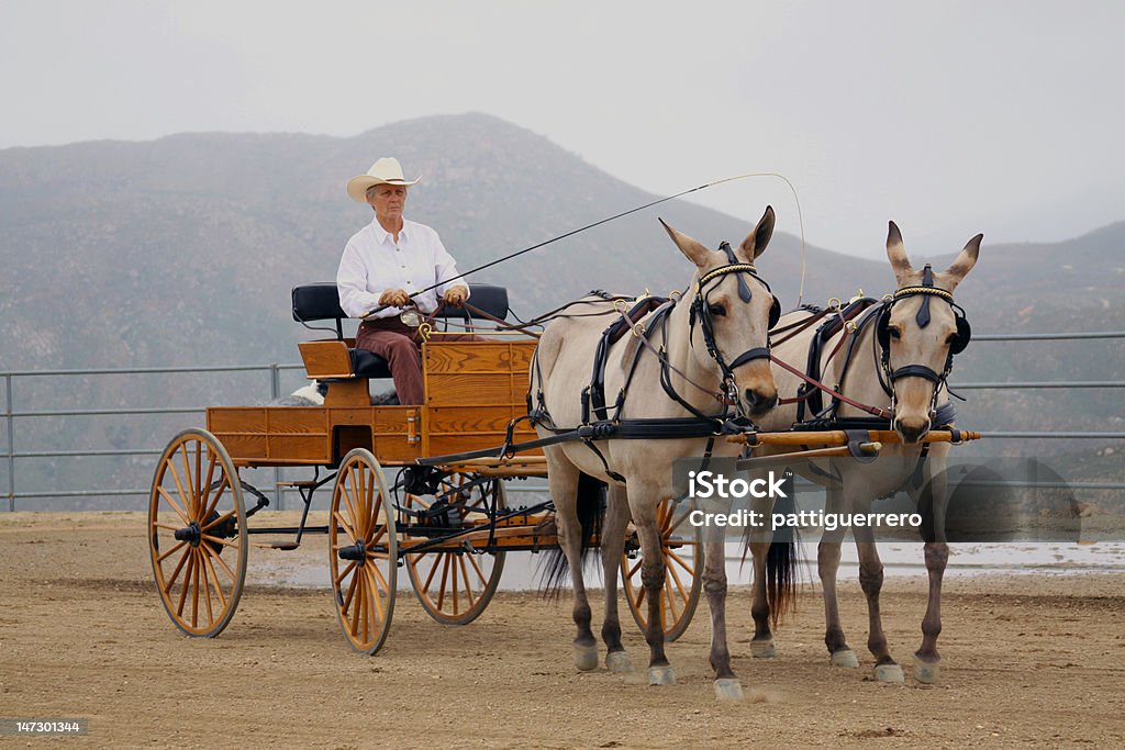 Jazda przewozu z dwoma muły - Zbiór zdjęć royalty-free (Ciągnąć)