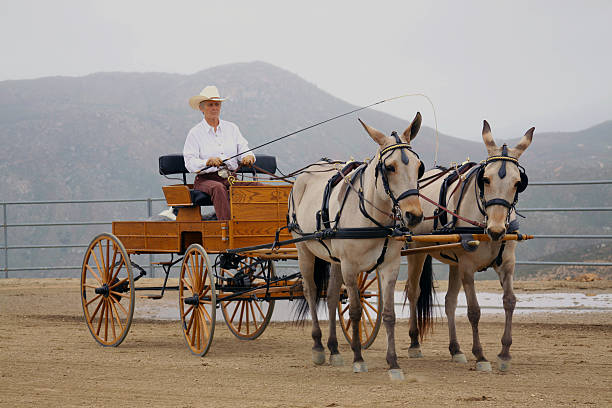 Jazda przewozu z dwoma muły – zdjęcie