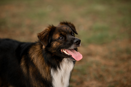 portrait of cute shaggy mongrel dog with open mouth and protruding tongue on blurred background.