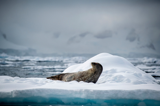 Weddel Seal ((Leptonychotes weddellii)) on an ice-  Antarctica