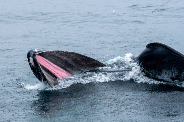 Humpback whale feeding in Antarctic waters and environments. Antarctica