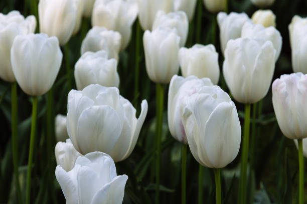 istock Colorful spring fresh dutch tulips. White tulips close-up 1473014118