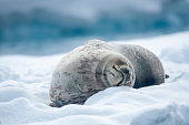 Weddel Seal ((Leptonychotes weddellii)) on an ice floe close up -  Antarctica
