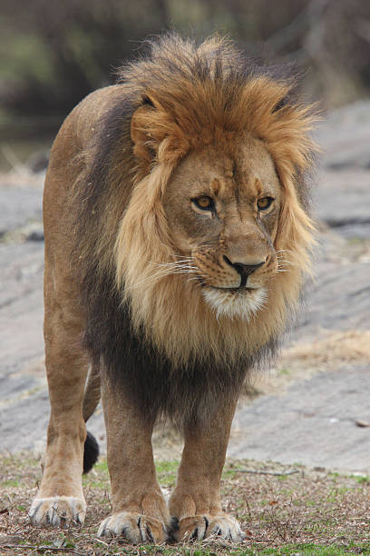 istock African Male Lion 147301490