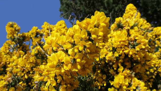 istock Gorse Whin in full bloom with Yellow leaf Ireland 1473014957