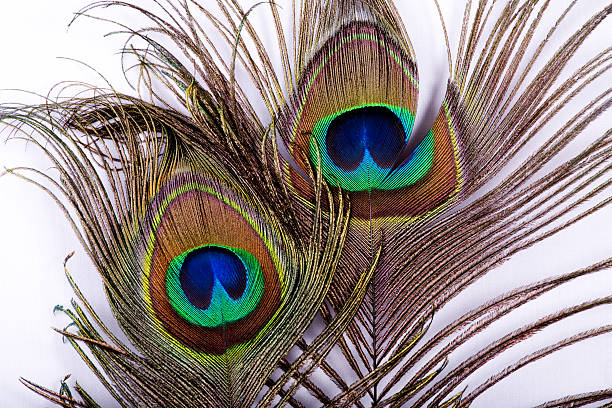 Zwei Peacock Feather – Foto