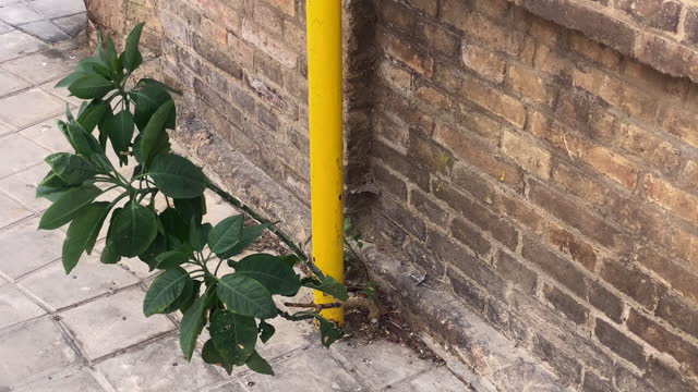 Plant growing out from the sidewalk