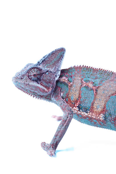 istock Beautiful big chameleon sitting on a white background 147301657