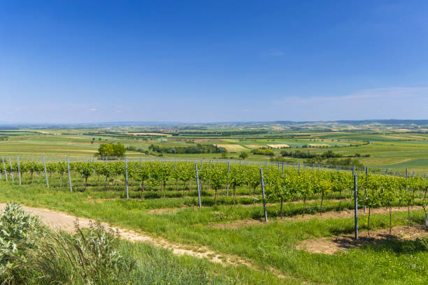 istock Vineyards near Mailberg, Lower Austria, Austria 1473017762