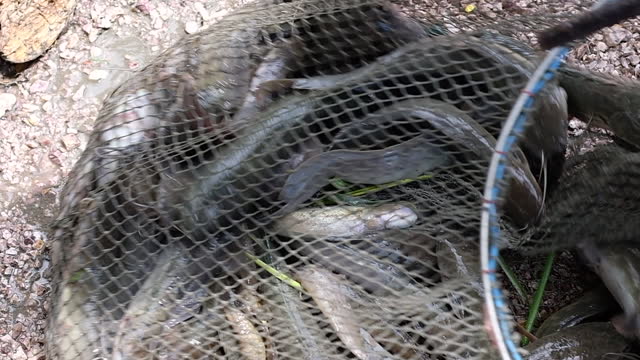Slow motion , Fresh raw many fish caught by fishermen in nylon trap.