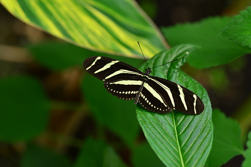 Macro image of Lepidoptera.