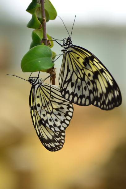 Macro image of Lepidoptera.