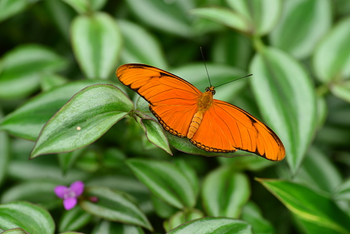 Macro image of Lepidoptera a South American tropical insect.