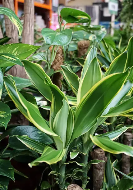 Two colors Dracaena fragrans or cornstalk dracaena is a flowering and leafy decorative home plant