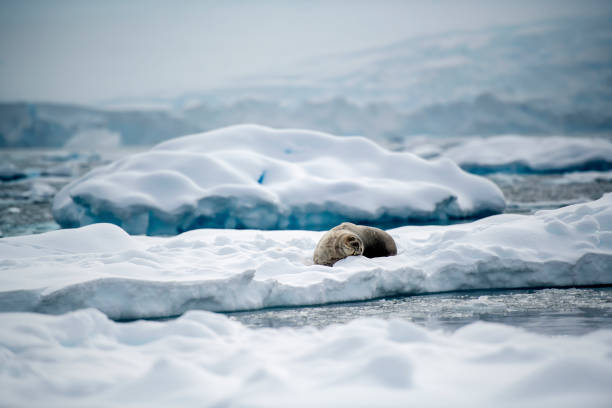 istock Weddel Seal ((Leptonychotes weddellii)) on an ice -  Antarctica 1473018428