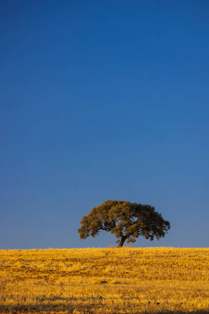 istock lonely tree in Andalusian landscape, Spain 1473018581