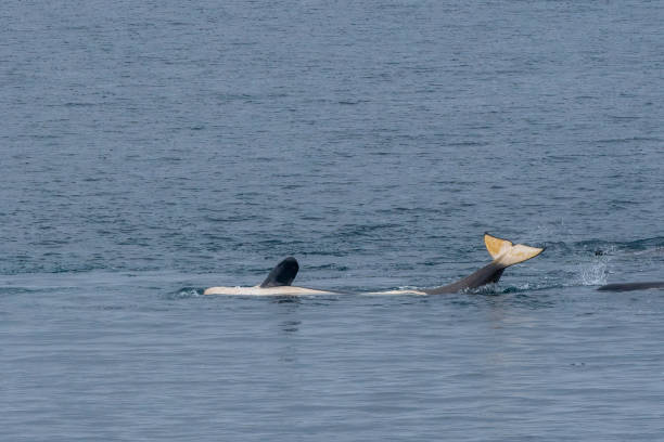 istock A killer whale in Antarctic waters and environments gerlache strait killer wales . Antarctica 1473018593