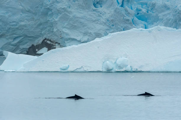 istock Humpback whales feeding in Antarctic waters and environments. Antarctica 1473019294