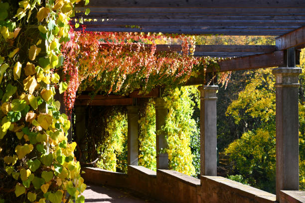 Pergola with the three-pointed virgin vine wunderschöne alte Pergola mit in tollen herbstfarben bewachsenen Kletterpflanzen Boston Ivy stock pictures, royalty-free photos & images