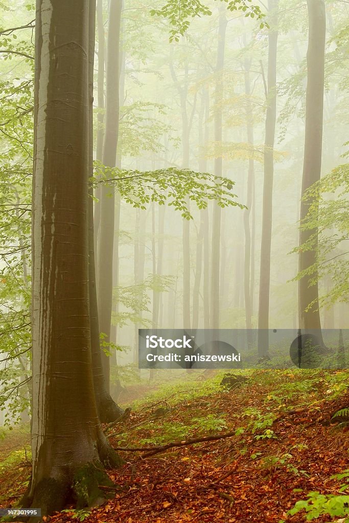 Туманный лес Бук - Стоковые фото Без людей роялти-фри
