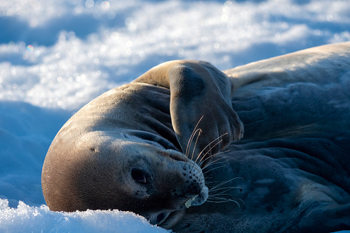 Weddel Seal ((Leptonychotes weddellii)) on an ice floe close up -  Antarctica