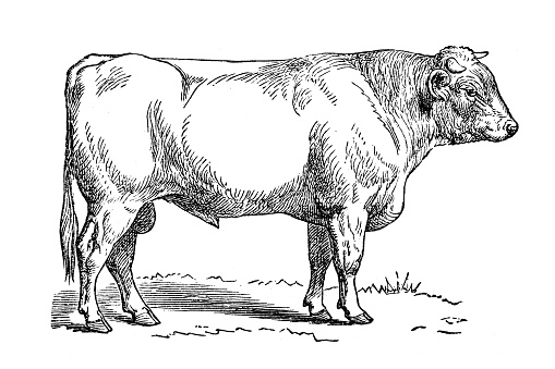 Bull (Isolated on White)