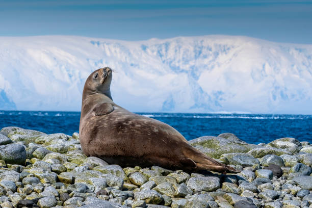 foca cangrejera (lobodon carcinoph) en un témpano de hielo - antártida - foca fotografías e imágenes de stock