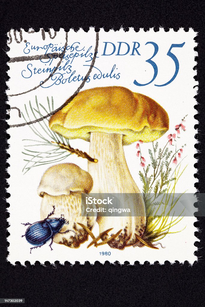 Canceled East German Postage Stamp Porcini Mushroom, Boletus Edulis, Cep Edible Porcini mushroom, Boletus edulis.  Also known as Cep/Cepe.  - See lightbox for more Beetle Stock Photo