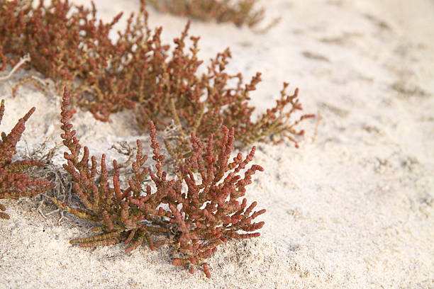 istock Coast salt lake. plant grows in salty sand 147302138